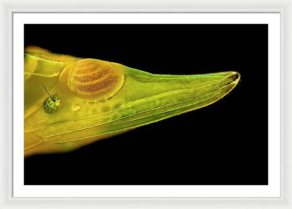 Planthopper Dark / Art Photo - Framed Print