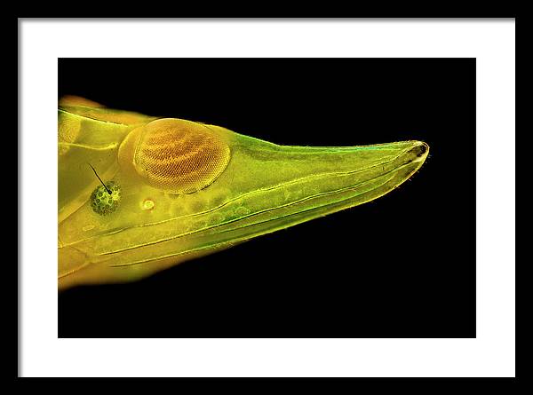 Planthopper Dark / Art Photo - Framed Print