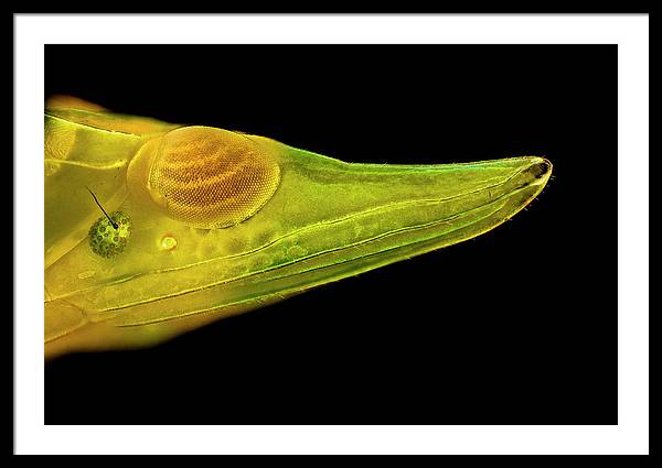 Planthopper Dark / Art Photo - Framed Print