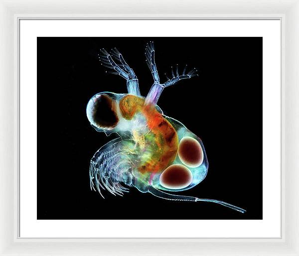 Polyphemus, a Predatory Cladoceran with Eggs / Art Photo - Framed Print