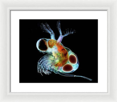 Polyphemus, a Predatory Cladoceran with Eggs / Art Photo - Framed Print