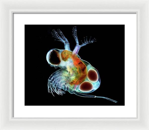 Polyphemus, a Predatory Cladoceran with Eggs / Art Photo - Framed Print