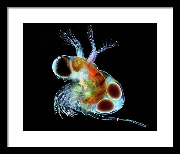 Polyphemus, a Predatory Cladoceran with Eggs / Art Photo - Framed Print