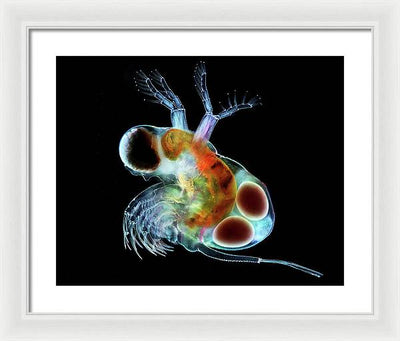 Polyphemus, a Predatory Cladoceran with Eggs / Art Photo - Framed Print