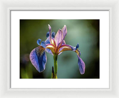 Purple Iris / Art Photo - Framed Print