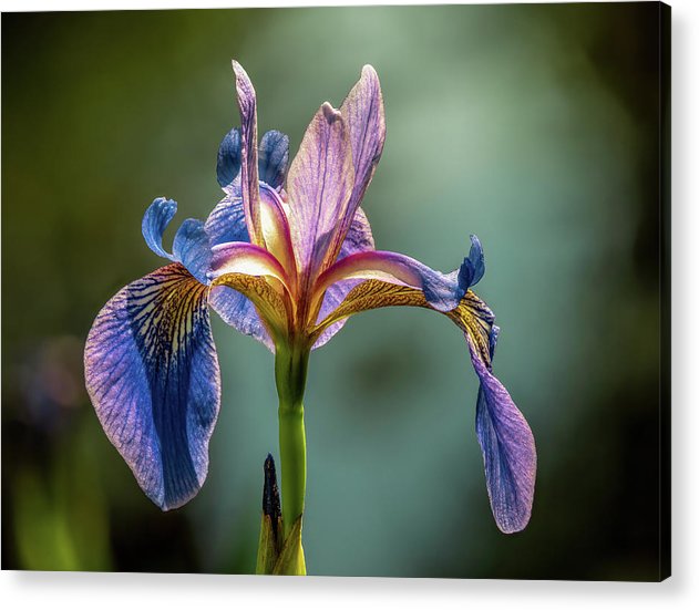 Purple Iris / Art Photo - Acrylic Print