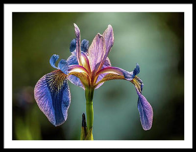 Purple Iris / Art Photo - Framed Print