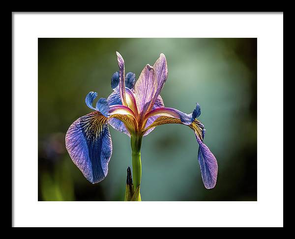 Purple Iris / Art Photo - Framed Print