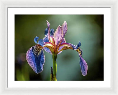 Purple Iris / Art Photo - Framed Print