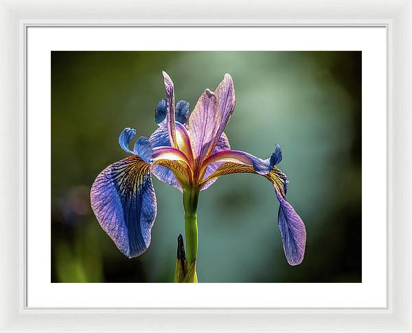 Purple Iris / Art Photo - Framed Print