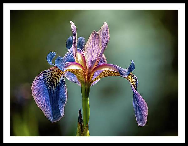 Purple Iris / Art Photo - Framed Print