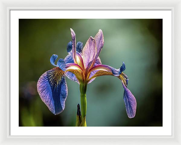 Purple Iris / Art Photo - Framed Print