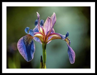 Purple Iris / Art Photo - Framed Print