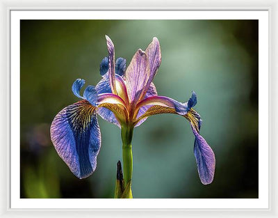 Purple Iris / Art Photo - Framed Print