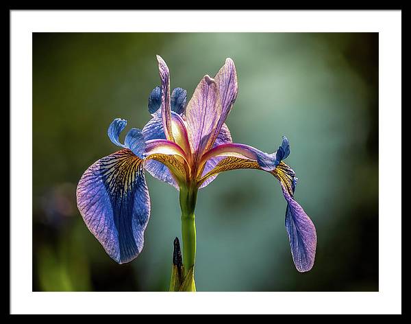 Purple Iris / Art Photo - Framed Print