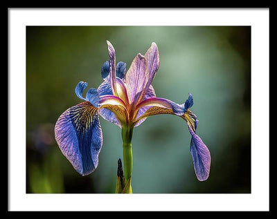 Purple Iris / Art Photo - Framed Print