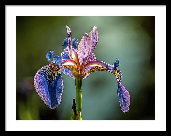 Purple Iris / Art Photo - Framed Print