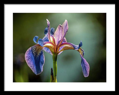 Purple Iris / Art Photo - Framed Print