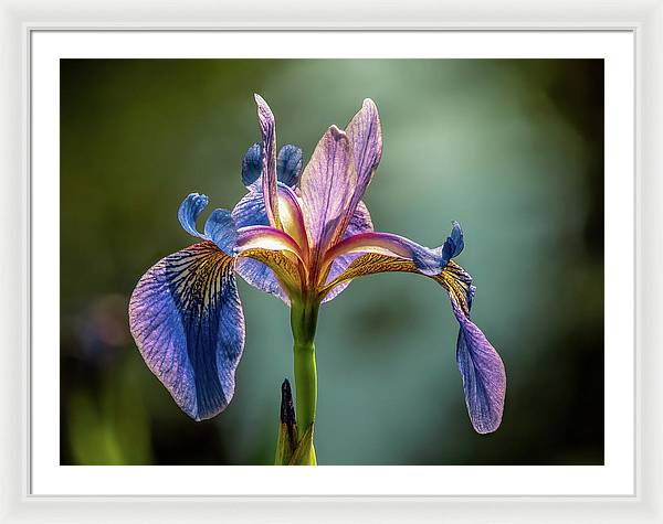 Purple Iris / Art Photo - Framed Print