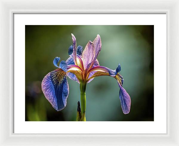 Purple Iris / Art Photo - Framed Print