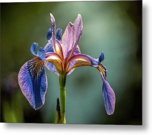 Purple Iris / Art Photo - Metal Print