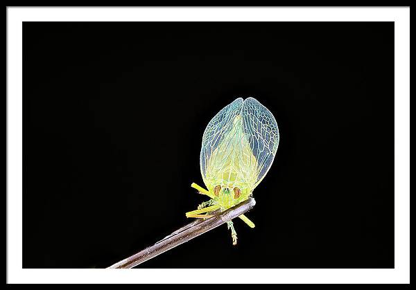 Ready to Fly / Art Photo - Framed Print