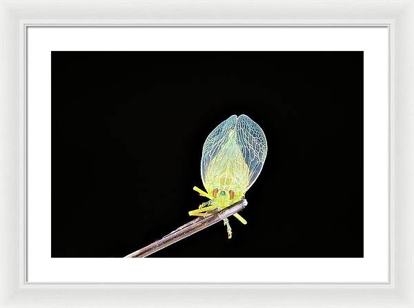 Ready to Fly / Art Photo - Framed Print