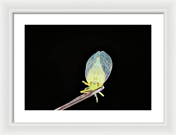 Ready to Fly / Art Photo - Framed Print