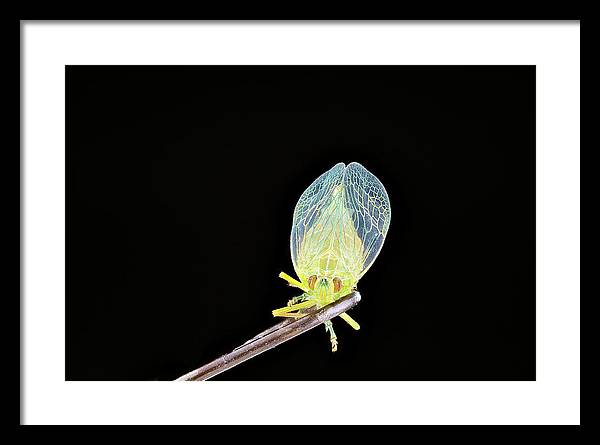 Ready to Fly / Art Photo - Framed Print