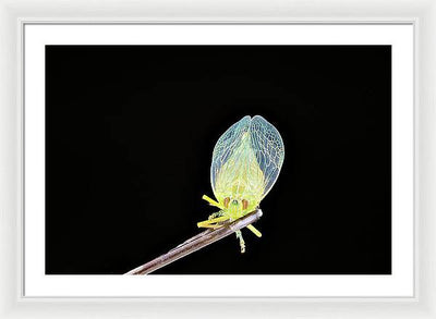 Ready to Fly / Art Photo - Framed Print