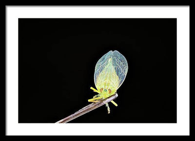 Ready to Fly / Art Photo - Framed Print