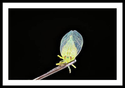 Ready to Fly / Art Photo - Framed Print