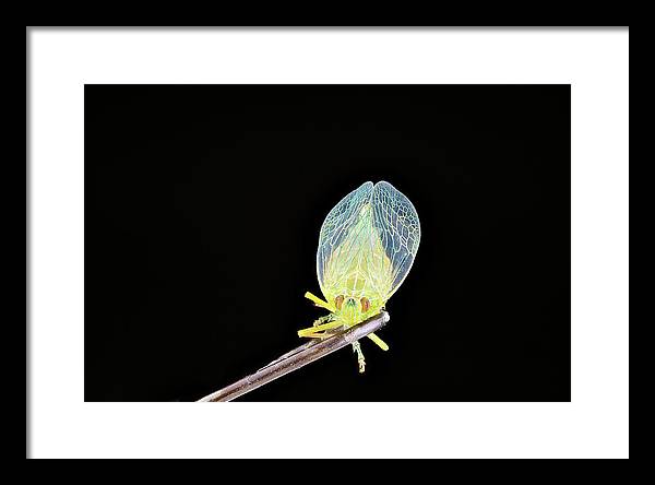 Ready to Fly / Art Photo - Framed Print