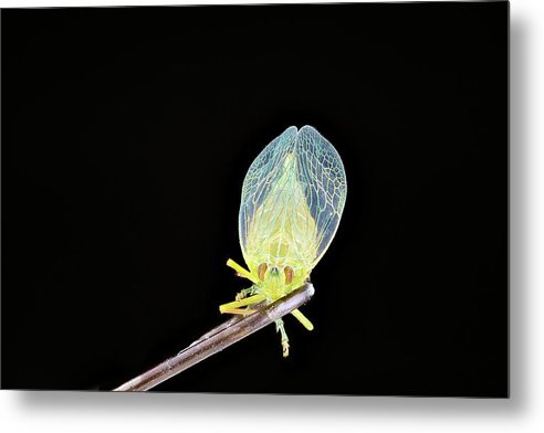 Ready to Fly / Art Photo - Metal Print