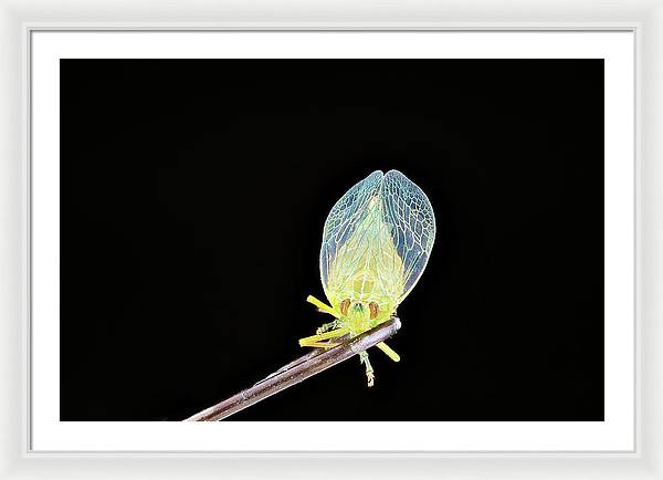 Ready to Fly / Art Photo - Framed Print