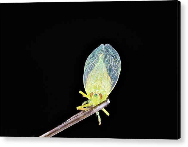 Ready to Fly / Art Photo - Acrylic Print