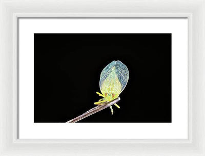 Ready to Fly / Art Photo - Framed Print