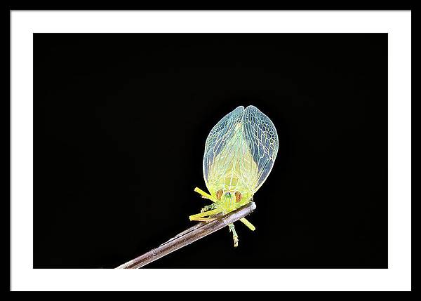 Ready to Fly / Art Photo - Framed Print