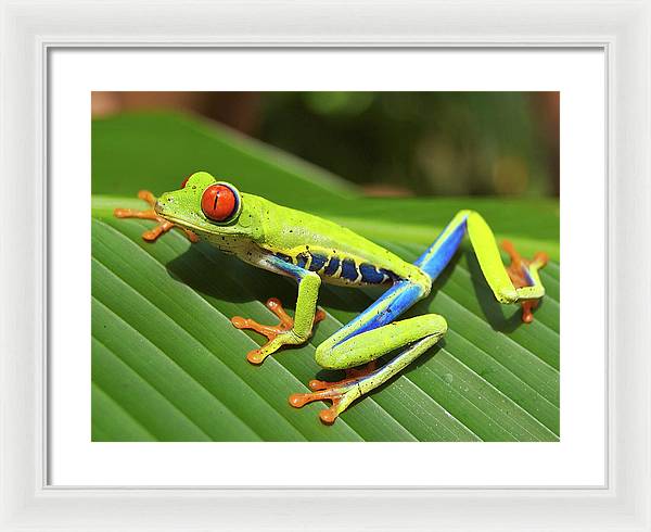 Red-eyed Tree Frog / Art Photo - Framed Print