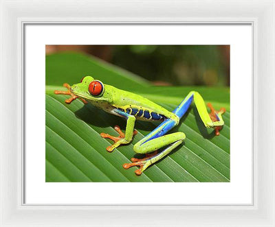 Red-eyed Tree Frog / Art Photo - Framed Print