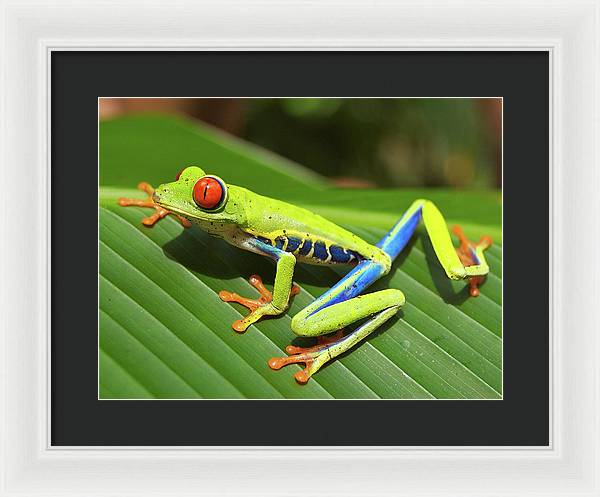 Red-eyed Tree Frog / Art Photo - Framed Print