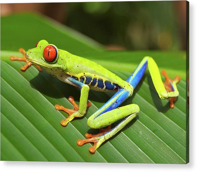 Red-eyed Tree Frog / Art Photo - Acrylic Print