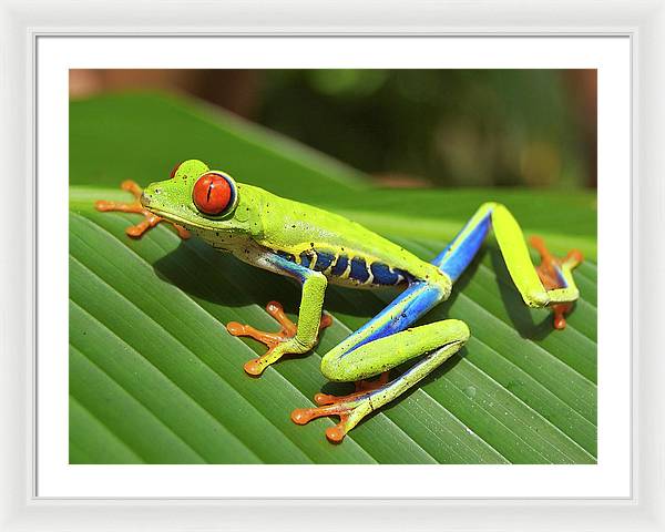 Red-eyed Tree Frog / Art Photo - Framed Print