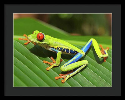 Red-eyed Tree Frog / Art Photo - Framed Print