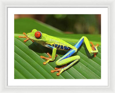 Red-eyed Tree Frog / Art Photo - Framed Print