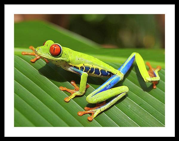 Red-eyed Tree Frog / Art Photo - Framed Print