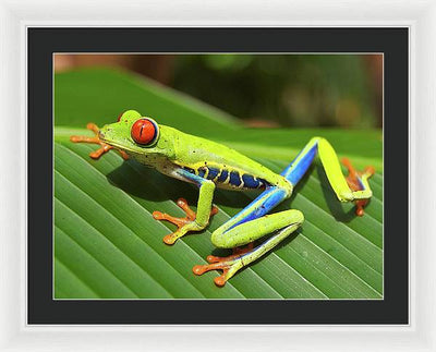 Red-eyed Tree Frog / Art Photo - Framed Print