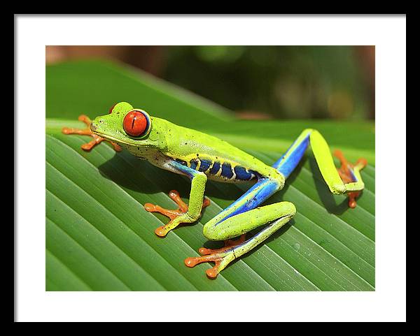 Red-eyed Tree Frog / Art Photo - Framed Print