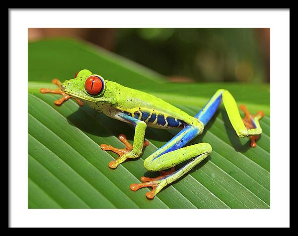 Red-eyed Tree Frog / Art Photo - Framed Print