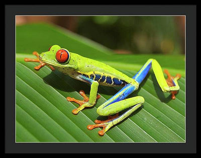 Red-eyed Tree Frog / Art Photo - Framed Print